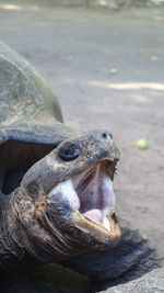 Close-up of turtle in water