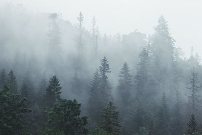 Trees in forest during foggy weather