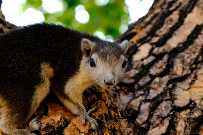 Squirrel on the tree he looking at my camera make me and other people felling good, good picture.