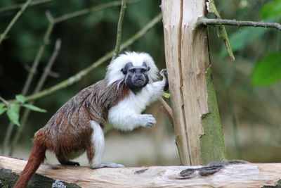 Close-up of monkey on tree