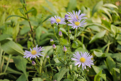 Close-up of purple flowering plants