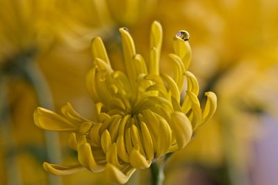 Close-up of yellow flowering plant