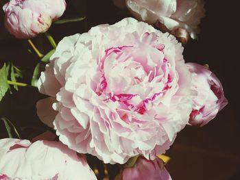 Close-up of pink rose against white background