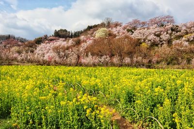 Scenic view of oilseed rape field against sky