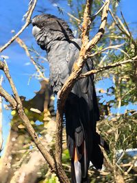 Low angle view of black cockatoo bird perching on branch