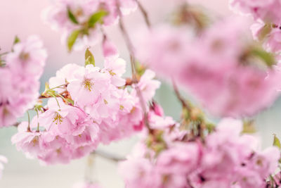 Close-up of pink cherry blossom