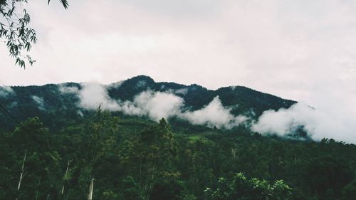 Low angle view of trees against sky