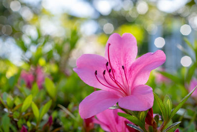 Close-up of pink flowering plant