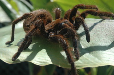 Close-up of spider