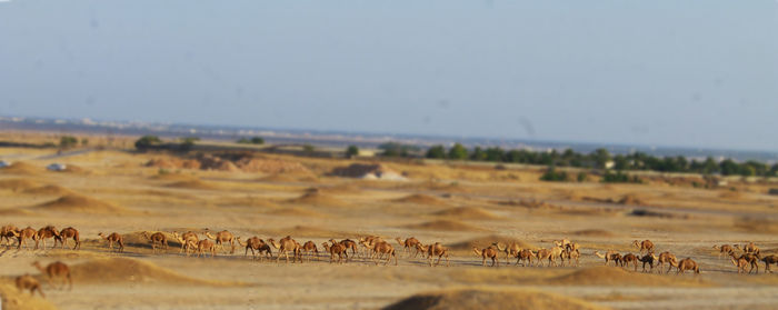 Flock of sheep on landscape against sky