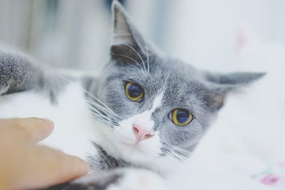 Close-up portrait of cat at home