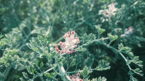 Close-up of flowers