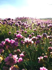 Close-up of pink flowering plants on field