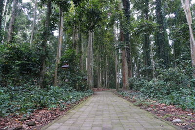 Walkway amidst trees in forest