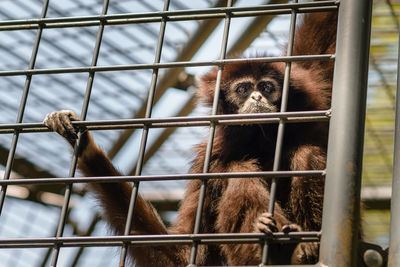 Close-up of monkey in cage