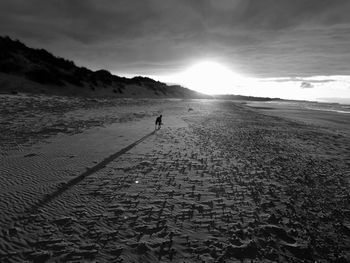 Dog on beach against sky