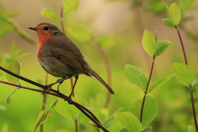 Close-up of bird perching on plant