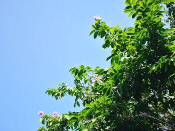 Low angle view of tree against clear blue sky