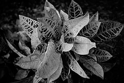 Close-up of flowering plant leaves