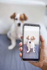 Portrait of dog holding smart phone
