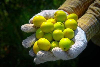 Close-up of hands holding fruits