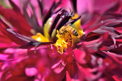 Close-up of bee on purple flower