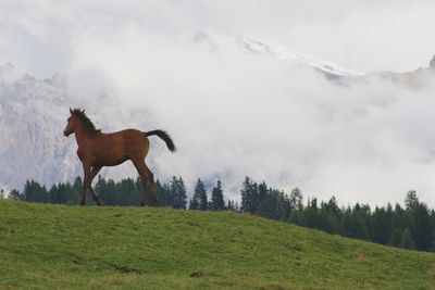 Horse running on field against sky