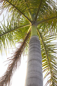 Low angle view of coconut palm tree against sky