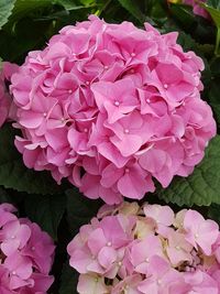 Close-up of pink hydrangea blooming outdoors
