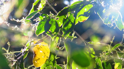 Close-up of fresh green plant