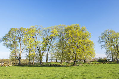 Trees on field against clear sky