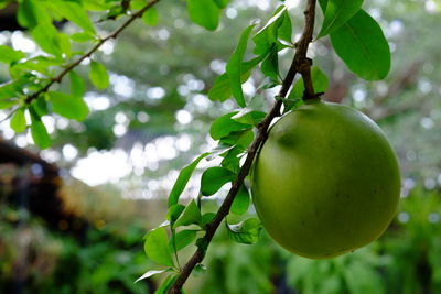 Close-up of apple on tree