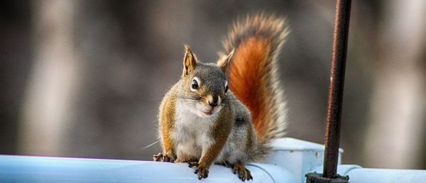 Close-up of squirrel