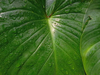 Close-up of wet leaves on rainy day