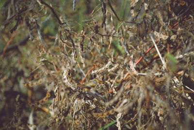 Full frame shot of plants