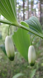 Close-up of plant