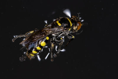 Close-up of insect over black background