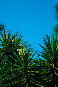 Low angle view of coconut palm tree against blue sky