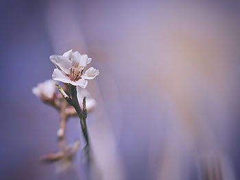 Close-up of white flower