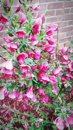 Close-up of pink flowers