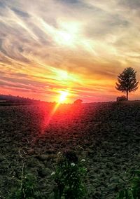 Sun shining through trees