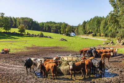 Cows grazing on field against clear sky