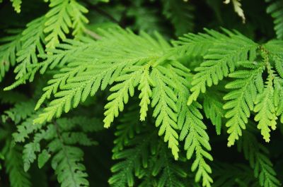 Full frame shot of green leaves