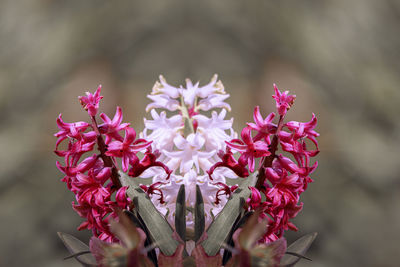 Close-up of pink flowering plant