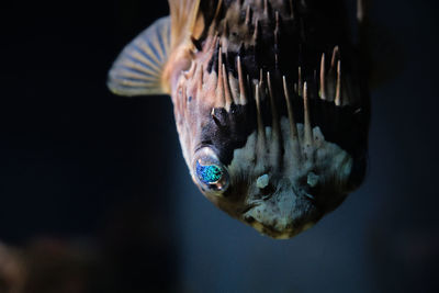 Pufferfish with amazing eye
