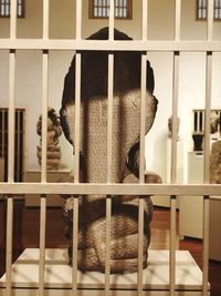 Close-up of dog in cage