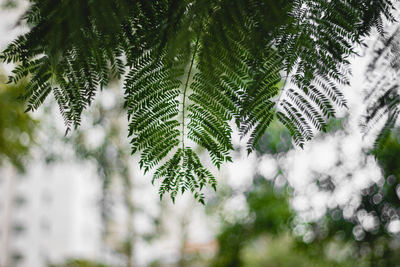 Close-up of leaves on tree branch