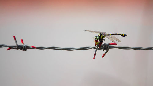 Close-up of insect on barbed wire