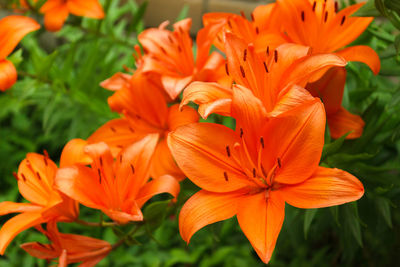 Bush of orange lilies in a summer garden close-up