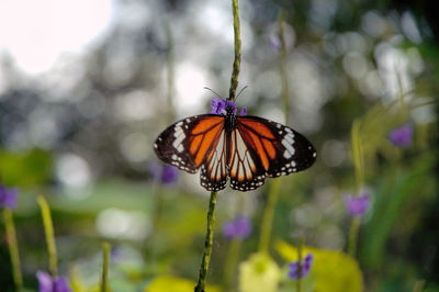 Close-up of butterfly pollinating on purple flower